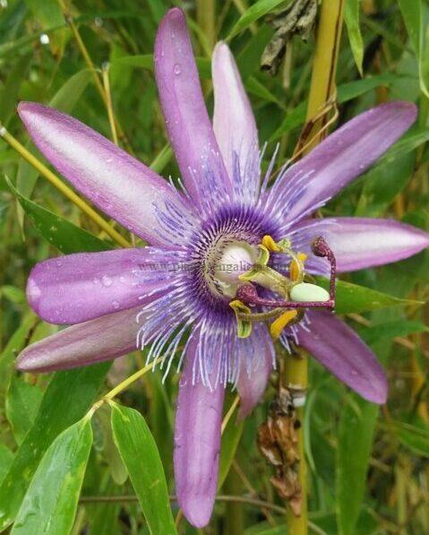 Passiflora Purple Passion.