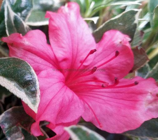 Azalea Japónica Silver Sword (Azaleas japonesas).