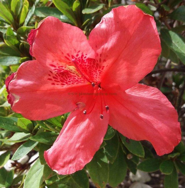 Azalea Japónica de color naranja.