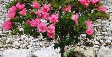 Azalea Japónica de flor rosa, podada en forma de copa.