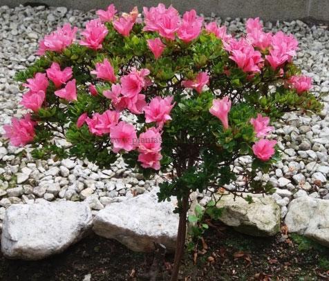 Azalea Japónica de flor rosa, podada en forma de copa.