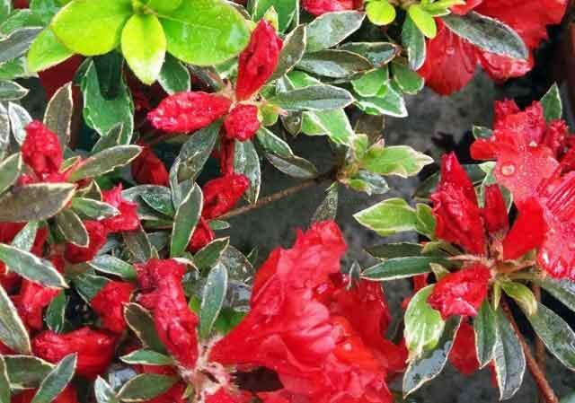 Azalea Japónica (Azaleas japonesas) con capullos de flor roja.
