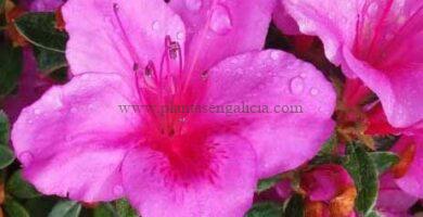 Azalea Japónica (Azaleas japonesas) de flor rosa oscuro.