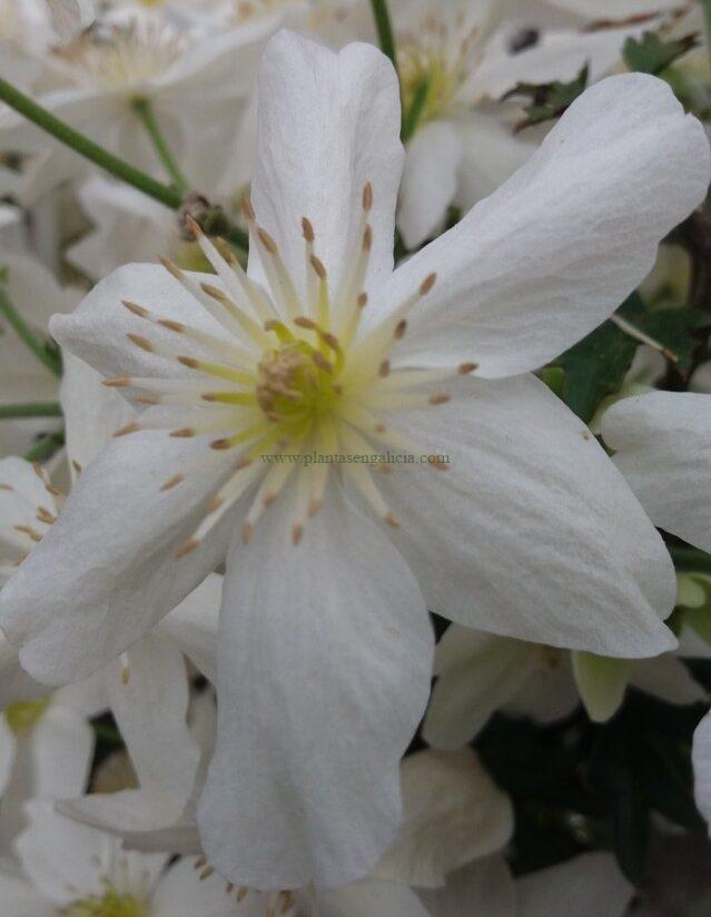 Clematis Avalanche.