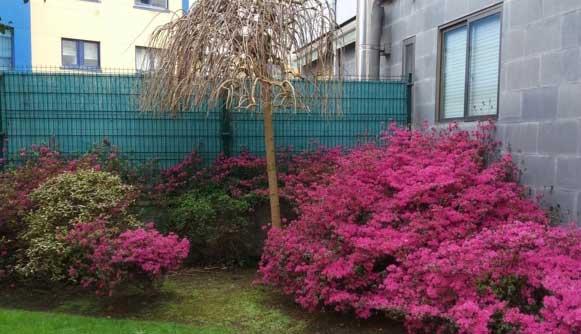 Composición de Azaleas y Morera en edificio privado. Cambre, A Coruña, Galicia.