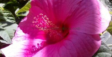 Hibiscus Moscheutos o Palustris Hot Pink.