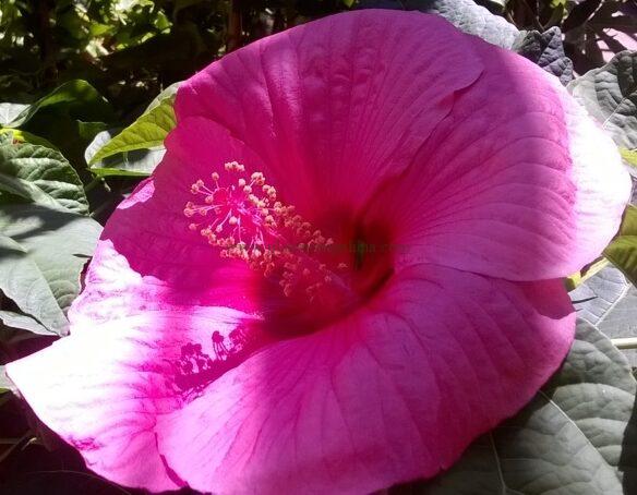 Hibiscus Moscheutos o Palustris Hot Pink.