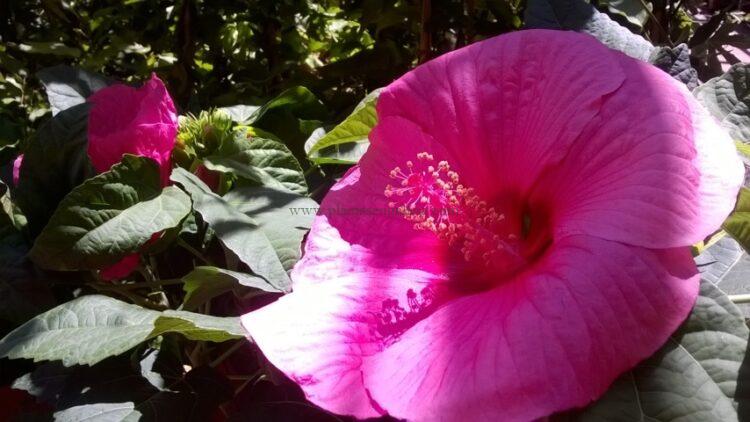 Hibiscus Moscheutos de flor grande y rosa.