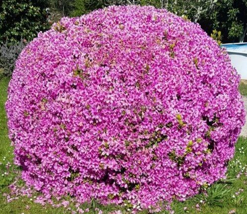 Buganvilla, Bougainvillea rosa.