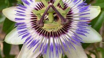 Passiflora Caerulea.