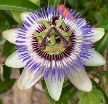 Passiflora Caerulea.