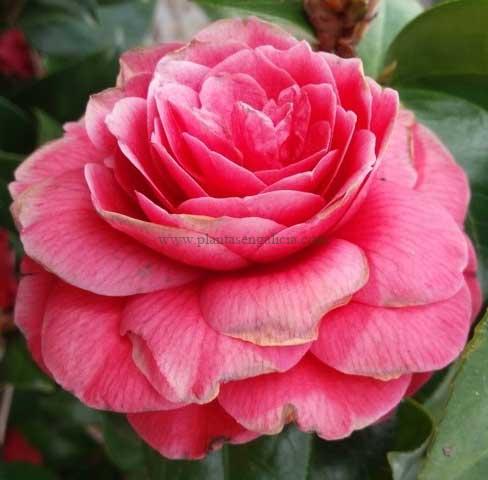 Camelia rosa (Camellia Japonica).