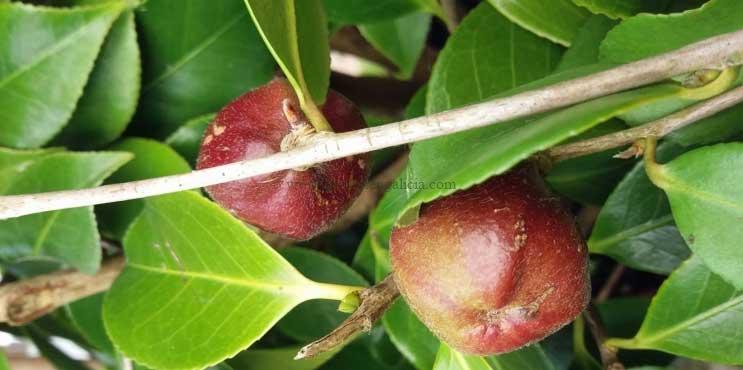 Semillas Camelia Sasanqua.