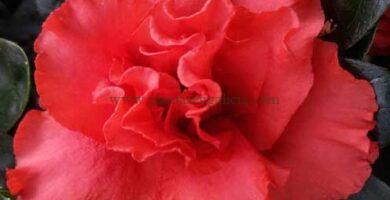 Azalea Indica Flandresse (Rhododendron Simsii) de color rojo.