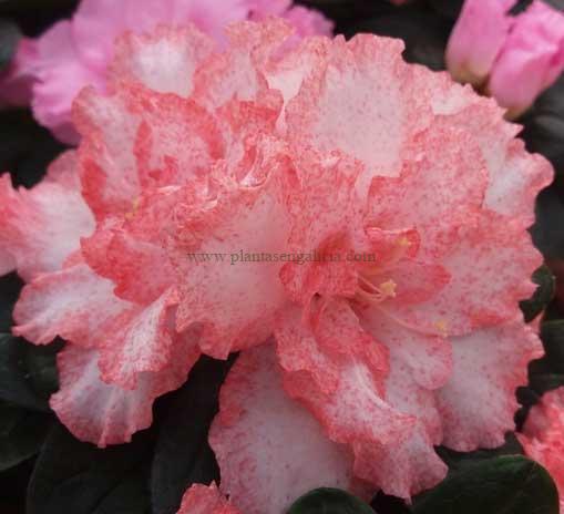 Azalea Indica Flandresse (Rhododendron Simsii) bicolor rosa y blanca.