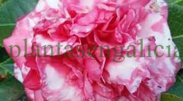 Camelias en macetas. @plantasengalicia imagen de una bella flor de Camelia Bicolor.