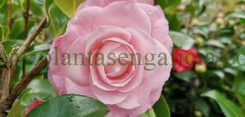 Los cuidados de las Camelias en macetas. @plantasengalicia imagen de una Camelia Desire rosa.