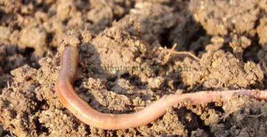 Humus de lombriz. Imagen de Natfot en Pixabay.