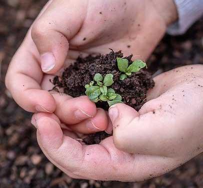 Pequeñas semillas en tus manos. Imagen de Myriams-Fotos en Pixabay.