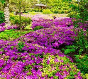 Jardín de Azaleas en Japón.