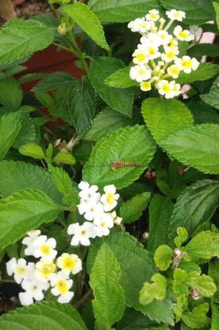 Lantana Delicatissima con flores blancas.