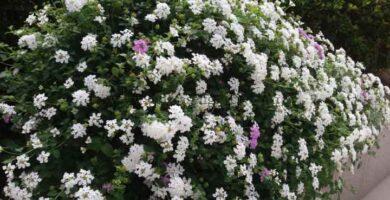 Lantana Montevidensis formando un arbusto con flores blancas y lilas.