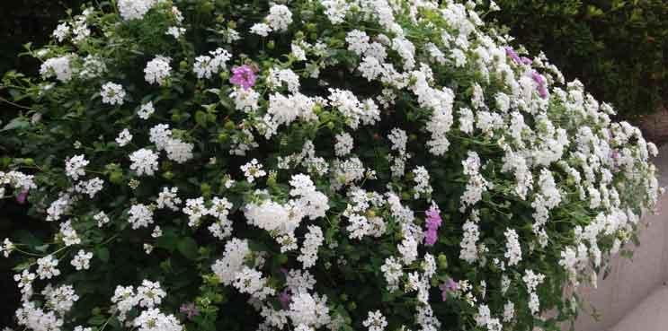 Lantana Montevidensis formando un arbusto con flores blancas y lilas.