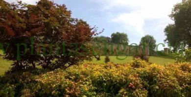 Acer Palmatum y Nandinas en composición de jardín, Parque de Oza, A Coruña, Galicia.