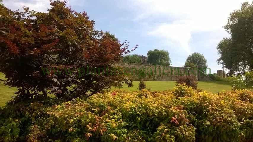 Acer Palmatum y Nandinas en composición de jardín, Parque de Oza, A Coruña, Galicia.