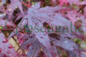 Abono específico para plantas. Hoja de Acer Palmatum bajo la lluvia.