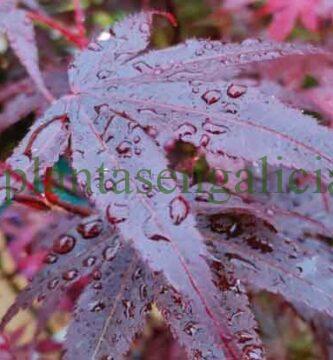 Abono específico para plantas. Hoja de Acer Palmatum bajo la lluvia.