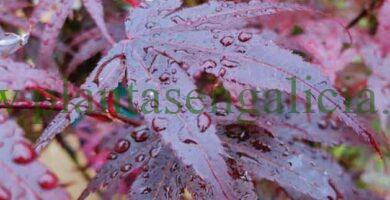 Abono espec铆fico para plantas. Hoja de Acer Palmatum bajo la lluvia.