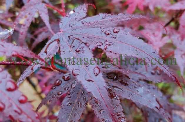 Abono específico para plantas. Hoja de Acer Palmatum bajo la lluvia.