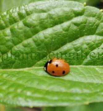 Mariquita sobre una hoja verde en el jardín.