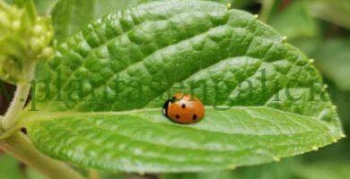 Mariquita sobre una hoja verde en el jardín.