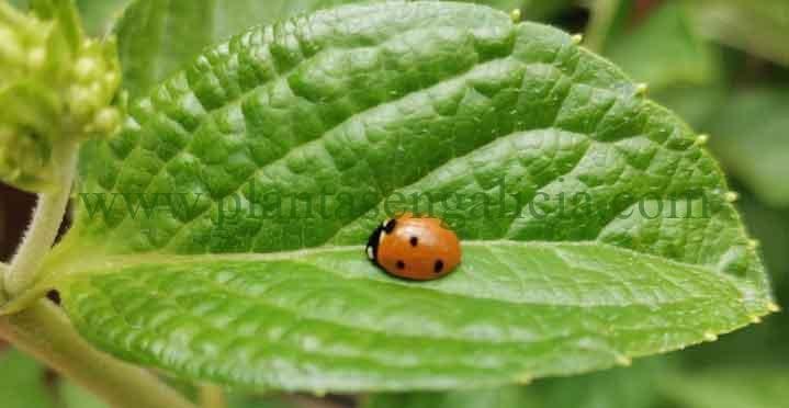 Mariquita sobre una hoja verde en el jardín.