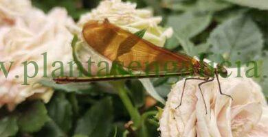 Libélula marrón sobre un rosal.