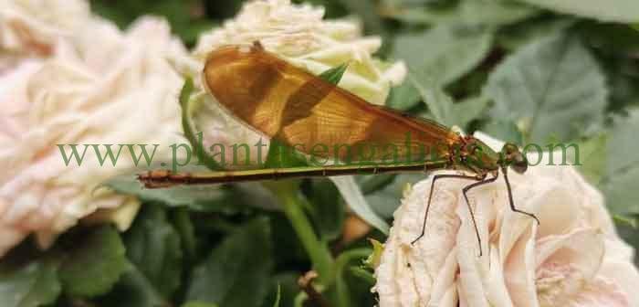 Libélula marrón sobre un rosal.
