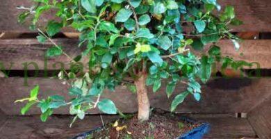 Bonsái de hoja perenne.