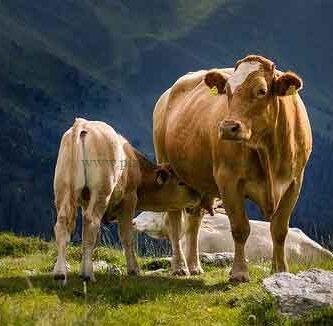 Imagen de Ilona_Ilyés en Pixabay.