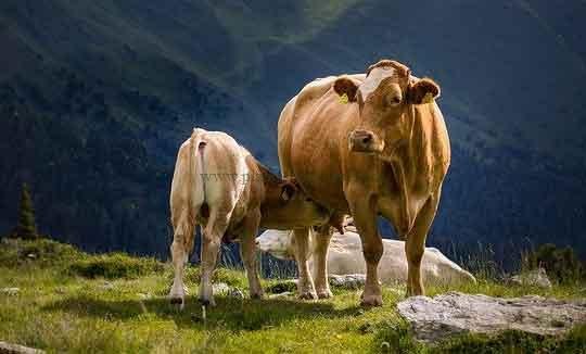 Imagen de Ilona_Ilyés en Pixabay.