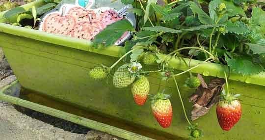 Imagen de TotumRevolutum en Pixabay.