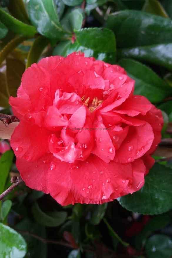 Chaenomeles Japonica Pink Storm. Flor abierta con pequeñas gotas de agua de un membrillero japonés de color rosa.