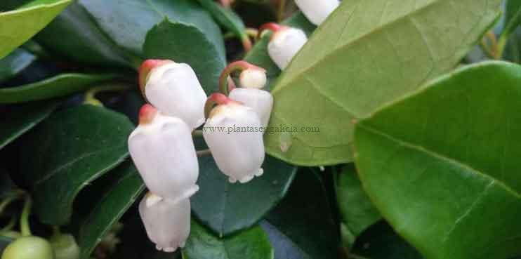 Flores blancas de una Gaultheria Procumbens Big Berry.