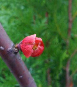 Chaenomeles Japonica Grand Rubra. Brote de flor de un membrillero japonés..