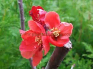 Chaenomeles Speciosa Scarlet Storm. Brotes florales abiertos de un membrillero japonés rojo.