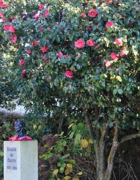 Camelia Híbrida Rosalía de Castro.