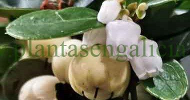 Gaulteria blanca. @plantasengalicia, aceite de gaultheria. Plantas en Galicia.