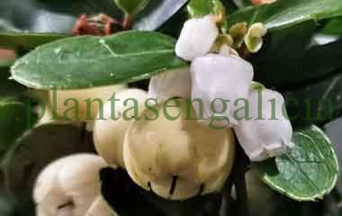Gaulteria blanca. @plantasengalicia, aceite de gaultheria. Plantas en Galicia.