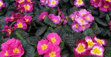 Primula acaulis o Primaveras en diferentes colores.